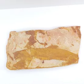   Megkövesedett Dictyopteridiaceae Glossopterid Glossopteris Levél Lenyomat Fosszília Kőzetben ~130x65x12mm New South Wales, Austrialia  Perm Időszak