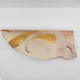   Megkövesedett Dictyopteridiaceae Glossopterid Glossopteris Levél Lenyomat Fosszília Kőzetben ~180x70x15mm New South Wales, Austrialia  Perm Időszak