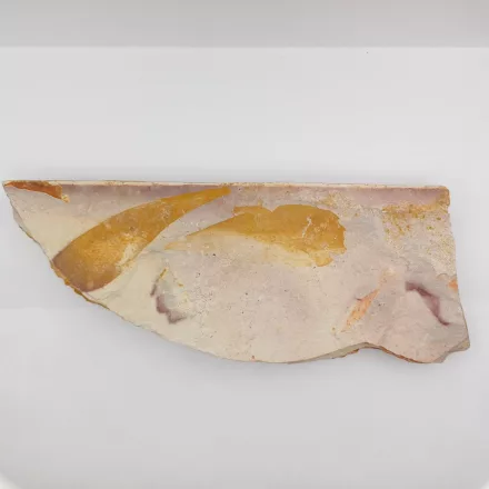 Megkövesedett Dictyopteridiaceae Glossopterid Glossopteris Levél Lenyomat Fosszília Kőzetben ~180x70x15mm New South Wales, Austrialia  Perm Időszak