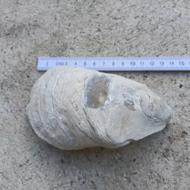 Kagyló Kövület Fosszília