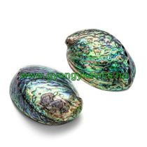 Abalone Paua Kagyló Kagylóhély 120-140x90-100x20mm