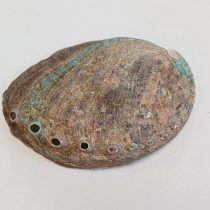 Abalone Paua Kagyló Kagylóhély ~116x82x21mm