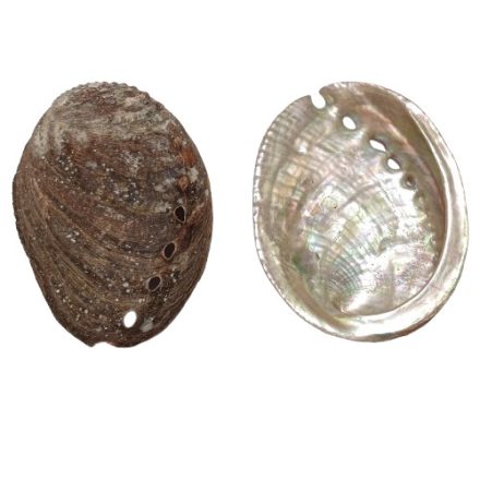 Abalone Paua (1) Kagyló Kagylóhéj White Sage Palo Santo Fehér Zsálya Szent Fa Égető ~108-109x77-78x20mm