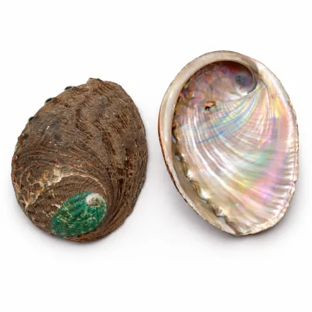 Abalone Paua (2) Kagyló Kagylóhéj White Sage Palo Santo Fehér Zsálya Szent Fa Égető ~88-94x64-68x20mm