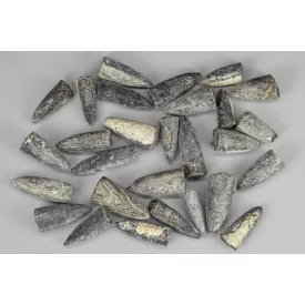   Belemnitesz (Tintahal Távoli Rokona) Fosszília Kréta Kor ~23-30mm Marokkó