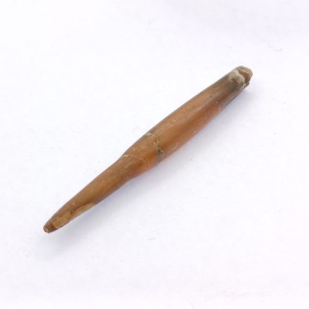 Belemnitesz Belemnite (Tintahal Távoli Rokona) Fosszília ~34-44mm Northampton Anglia