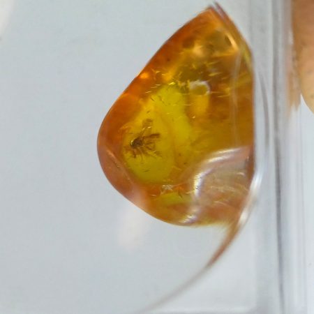 Balti Borostyán (7) Rovar Maradvánnyal Nagyítós Dobozban ~11x8mm Oligocén Kor