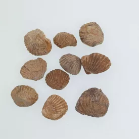   Brachiopoda Pörgekarú Fosszília ~14-25x19-27x7-17mm Marokkó, Jura Kor