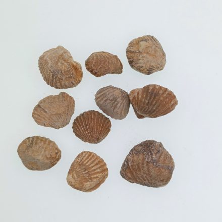 Brachiopoda Pörgekarú Fosszília ~14-25x19-27x7-17mm Marokkó, Jura Kor