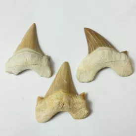   Cápa Fog Fosszília (2) Lamna Obliqua ~20-30mm Marokkó, Eocén kor
