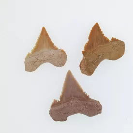   Cápa Fog Fosszília Palaeocarcharodon ~24-30mm Marokkó, Késő Kréta kor