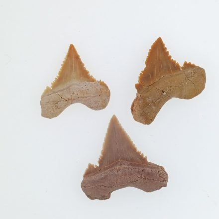 Cápa Fog Fosszília Palaeocarcharodon ~24-30mm Marokkó, Késő Kréta kor