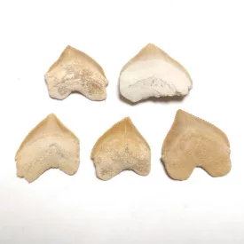   Cápa Fog Fosszília Squalicorax ~20-25mm Oued Zem, Khouribga, Marokkó, Kréta kor