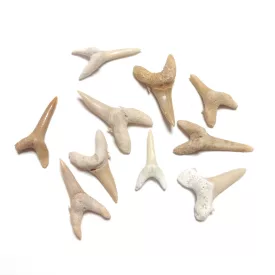 Cápa Fog Fosszília ~20-30mm Marokkó, Eocén kor