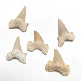   Cápa Fog Fosszília Otodus ~20-35mm Oued Zem, Khouribga, Marokkó, Eocén kor