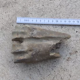 Bölény Lábszárcsont Fosszília