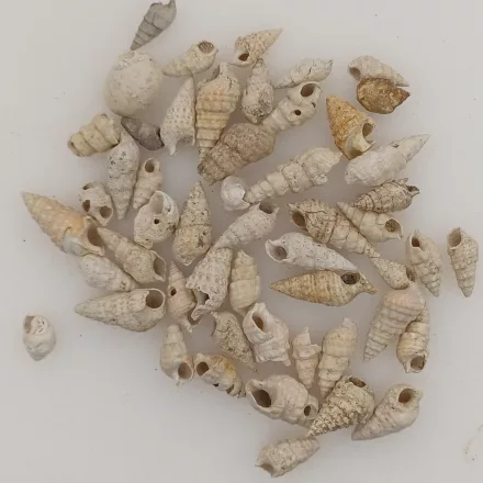 Csiga Fosszilia Miocén Tortonai Kor Mecsek ~5-18mm (5db)