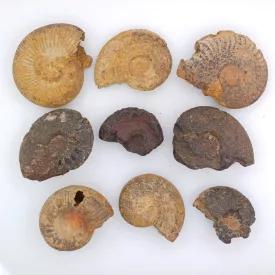 Ammolit Csiga Fosszilia (3) ~30-40mm 