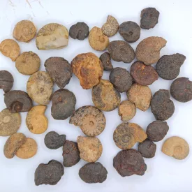 Ammolit Csiga Fosszilia (4) ~10-30mm 