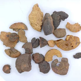   Ammolit Csiga Fosszilia Töredék (5) ~10-50mm (Vegyes Méret) (5db)