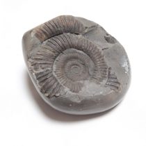   Fosszilis Ammolit Csiga Kőzet Dactylioceras ~65x76x30mm Whity, Yorkshire, UK, Jura kor
