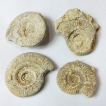   Fosszilis Ammolit Egész Csiga Hildoceras Harpoceras ~30-40-57x28-30x12-22mm Somerset, UK, Jura kor