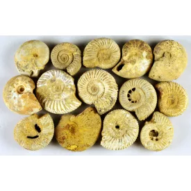   Fosszilis Ammolit Egész Csiga (2) ~19-25x16-22mm Madagaszkár