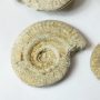 Fosszilis Ammolit Egész Csiga Hildoceras Harpoceras ~30-40-57x28-30x12-22mm Somerset, UK, Jura kor