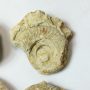Fosszilis Ammolit Egész Csiga Hildoceras Harpoceras ~30-40-57x28-30x12-22mm Somerset, UK, Jura kor