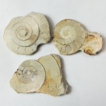   Fosszilis Ammolit Fél Csiga Hildoceras Harpoceras ~52-59x41-46x7-9mm Somerset, UK, Jura kor