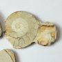 Fosszilis Ammolit Fél Csiga Hildoceras Harpoceras ~52-59x41-46x7-9mm Somerset, UK, Jura kor