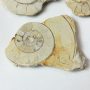 Fosszilis Ammolit Fél Csiga Hildoceras Harpoceras ~52-59x41-46x7-9mm Somerset, UK, Jura kor