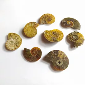 Fosszilis Ammolit (1) Félbevágott Csiga ~17-35x20-28mm