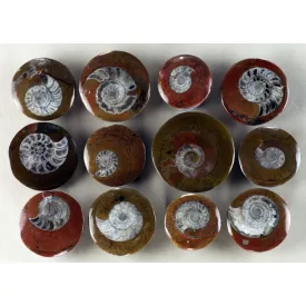   Fosszilis Ammolit Csiga Goniatida Goniatite ~25-40mm Marokkó