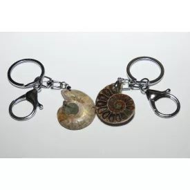 Fosszilis Ammolit Félbevágott Csiga Kulcstartó