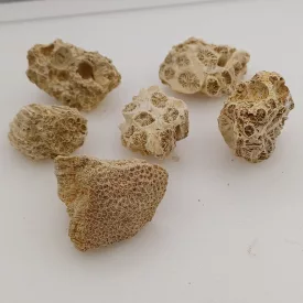 Fosszilis Korall (1) Miocén Kor Mecsek ~20-30x20-30x10-20mm