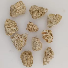 Fosszilis Korall (2) Miocén Kor Mecsek ~15-30x10-20x10-20mm