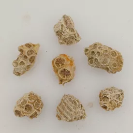 Fosszilis Korall (3) Miocén Kor Mecsek ~10-20x10-15x8-15mm