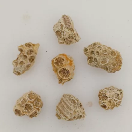 Fosszilis Korall (3) Miocén Kor Mecsek ~10-20x10-15x8-15mm