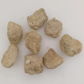 Fosszilis Korall (4) Miocén Kor Mecsek ~15-30x15-25x15-25mm