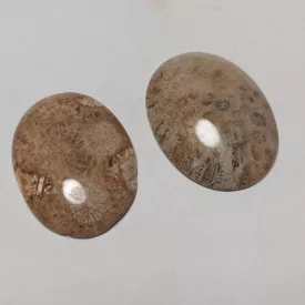   Fosszilis Korall Ovális Marokkő (M) ~34x28x7mm Jáva, Indonézia, Pleisztocén kor