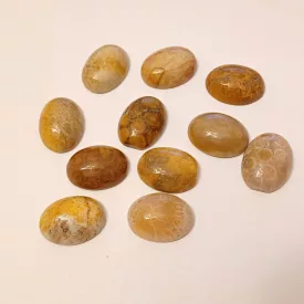   Fosszilis Korall (2) Ovális Marokkő Kaboson ~16-18x12-14x6mm