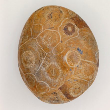 Megkövesedett Polírozott Koralltelep Fosszília ~58x48x19mm Nyugat Szahara, Marokkó, Devon Kor