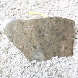   Korall Sztomatolit Fosszília Megkövesedett Baktériumtelep ~190x120x8mm Coralville, Cédrusvölgy, Iowa, USA