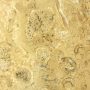 Korall Sztomatolit Fosszília Megkövesedett Baktériumtelep ~190x120x8mm Coralville, Cédrusvölgy, Iowa, USA