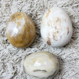   Fosszilis Megkövesedett Fa Ásvány Tojás (M) Ovális Marokkő ~50x40mm