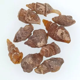 Gastropoda Haslábú Fosszília ~22-35x11-16mm Marokkó