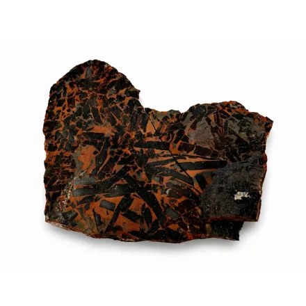 Megkövesedett Ginkgoites Sp. Baiera Levél Lenyomat Fosszília Kőzetben (6) ~115x130x20mm Pécs Magyarország Jura Kor