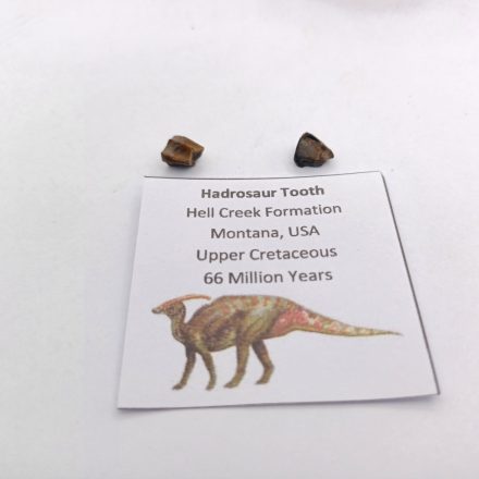 Hadroszaurusz Hadrosaur Dinoszaurusz Fog Fosszília ~6x4-5mm Hell Creek Montana USA, Késő Kréta Kor