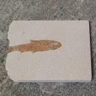 Megkövesedett Hal Lenyomat Fosszília Knightia Sp. ~107x86x10mm Green River Formation, Wyoming, USA, Eocén Kor